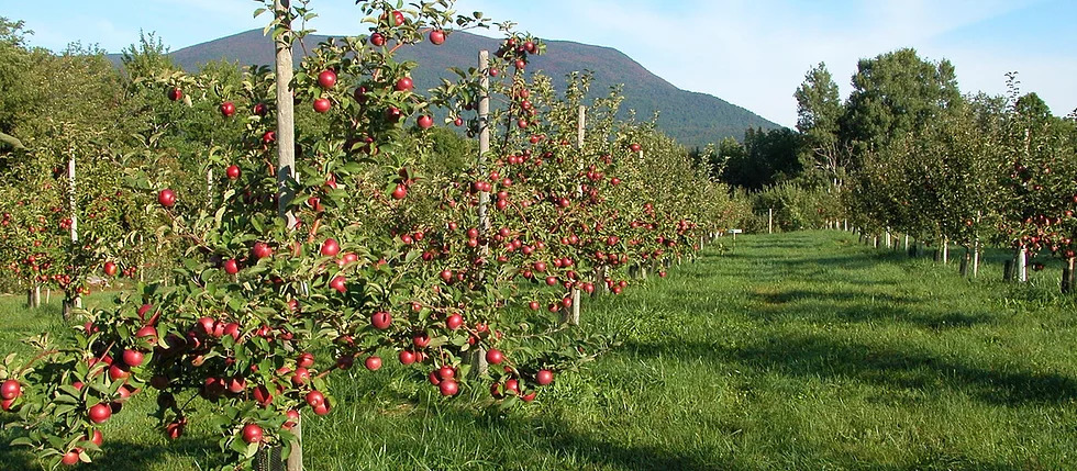 Our Apples on the Orchard