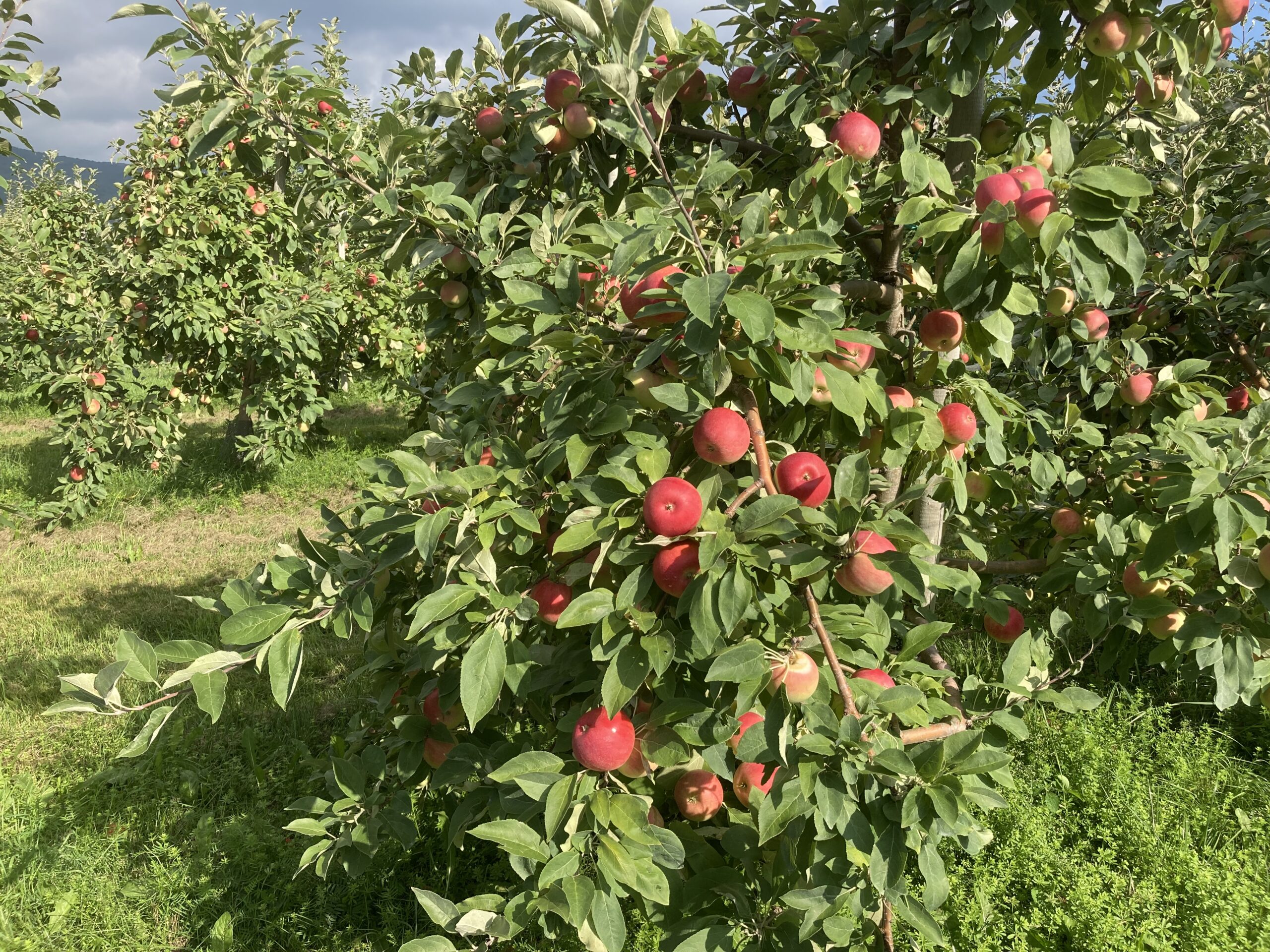 Mad Tom Orchard - East Dorset, Vermont